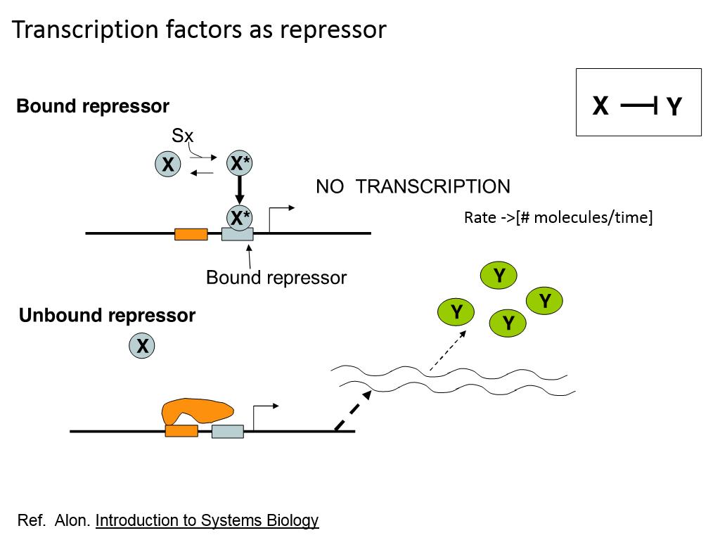 transcription factor repressor srdx