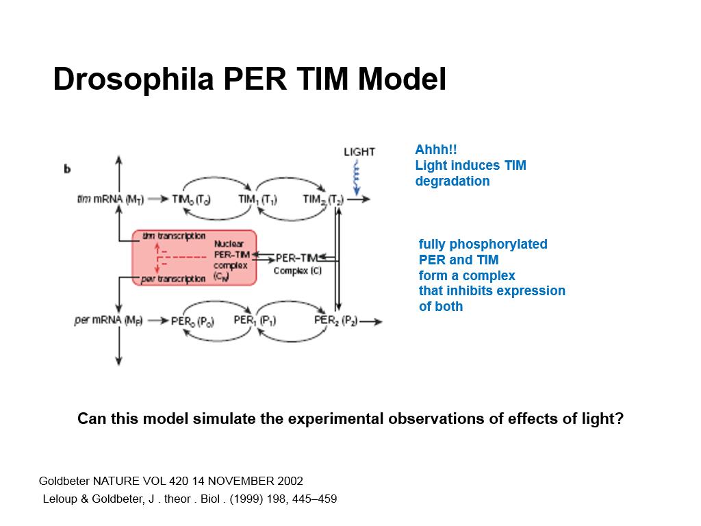 Drosophila PER TIM Model