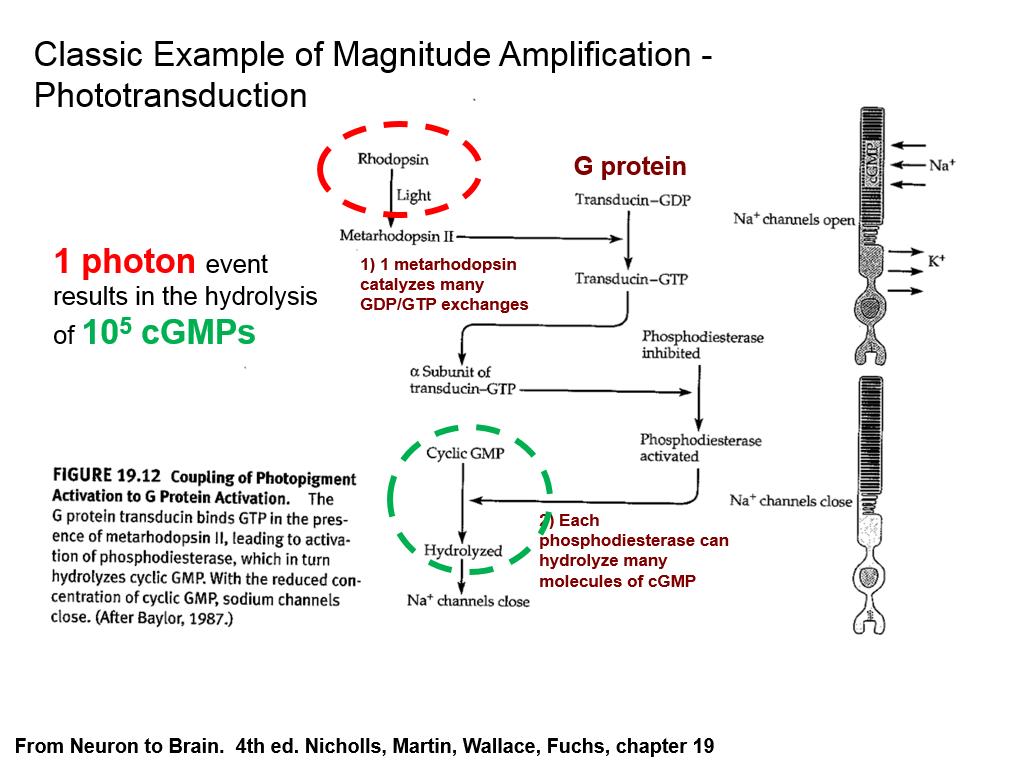 Classic Example of Magnitude Amplification - Phototransduction