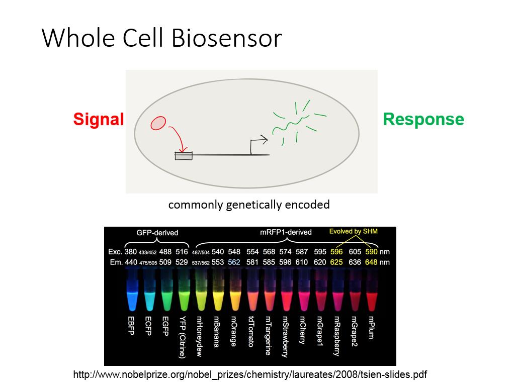 Whole Cell Biosensor