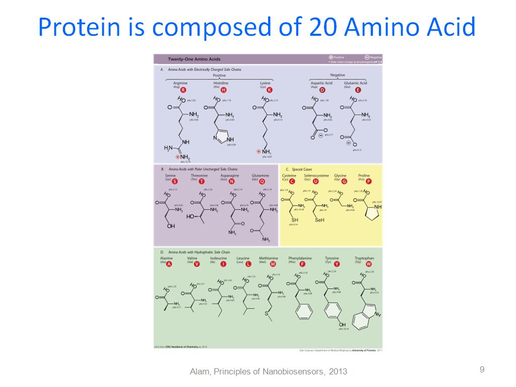 Protein is composed of 20 Amino Acid