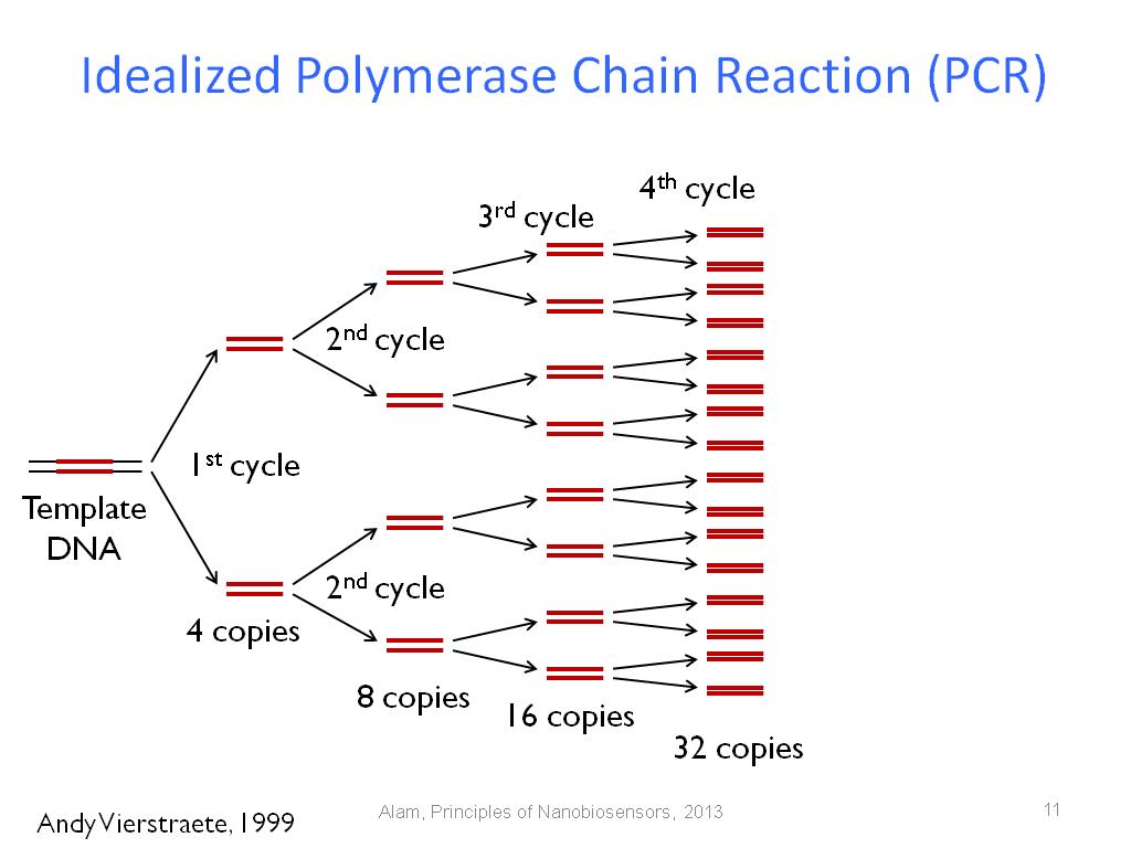 Полимеразная цепная реакция результат
