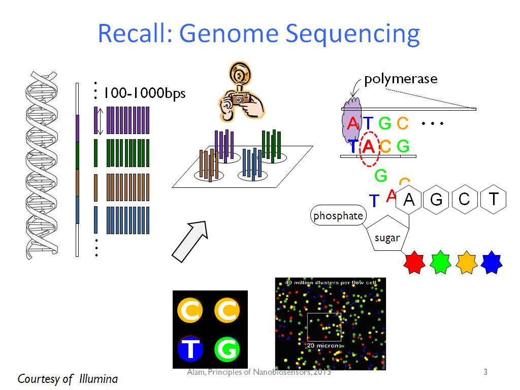 Recall: Genome Sequencing