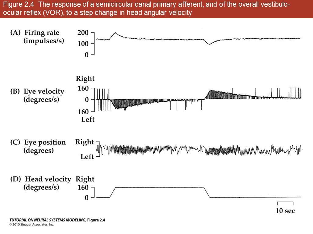 Figure 2.4 The response of a semicircular canal primary afferent, and of the overall vestibulo-ocular reflex (VOR), to a step change in head angular velocity