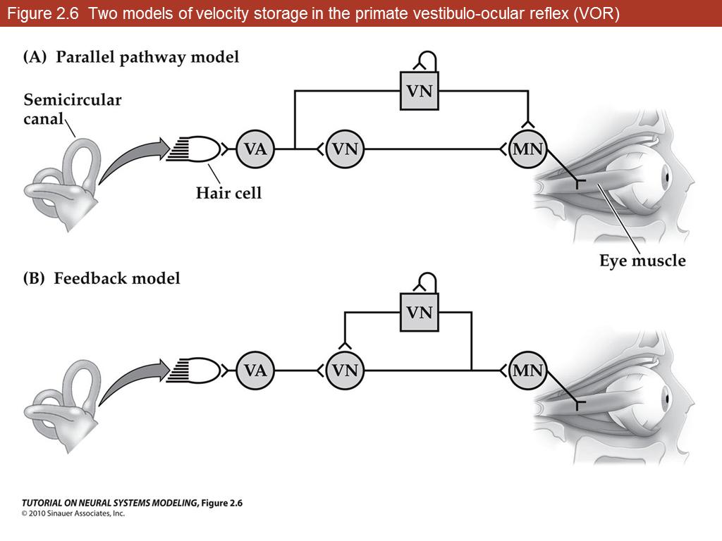 Figure 2.6 Two models of velocity storage in the primate vestibulo-ocular reflex (VOR)