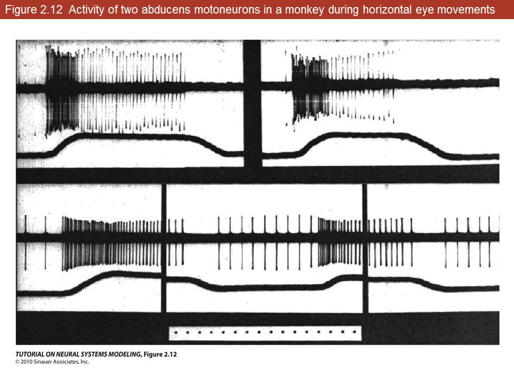 Figure 2.12 Activity of two abducens motoneurons in a monkey during horizontal eye movements