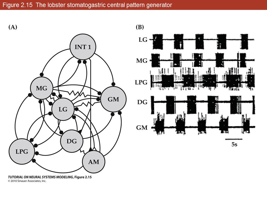 Figure 2.15 The lobster stomatogastric central pattern generator
