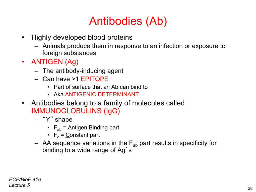 Antibodies (Ab)