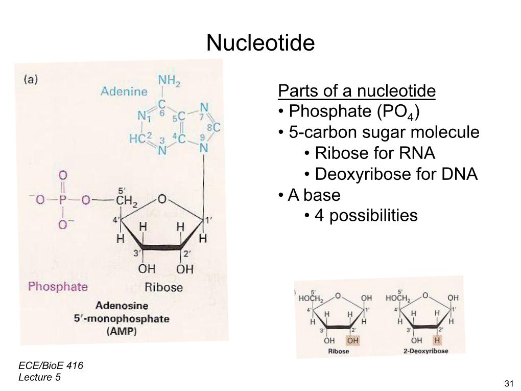 Nucleotide