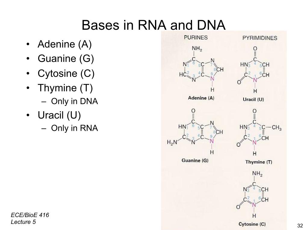 Bases in RNA and DNA