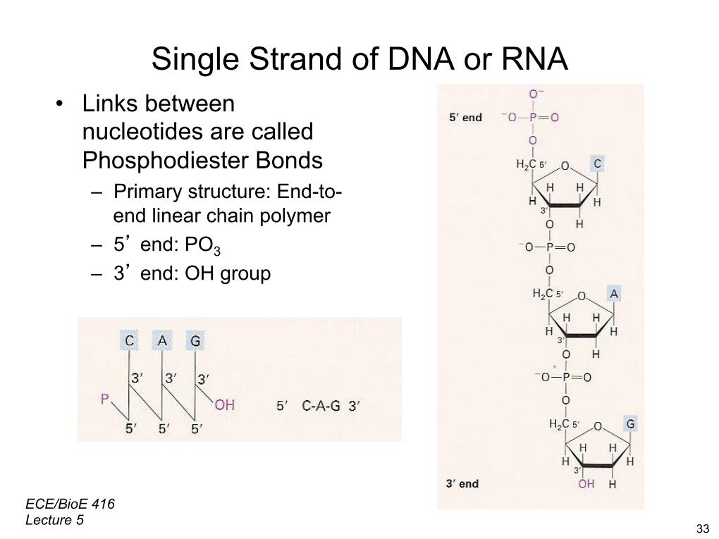 Single Strand of DNA or RNA