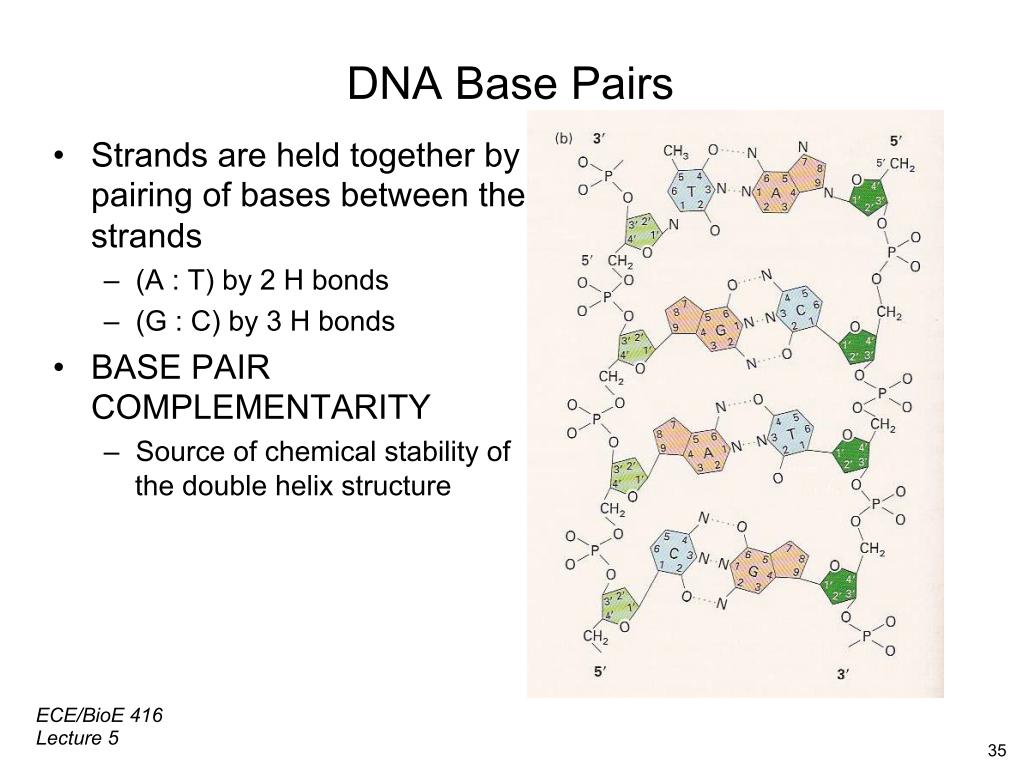 DNA Base Pairs