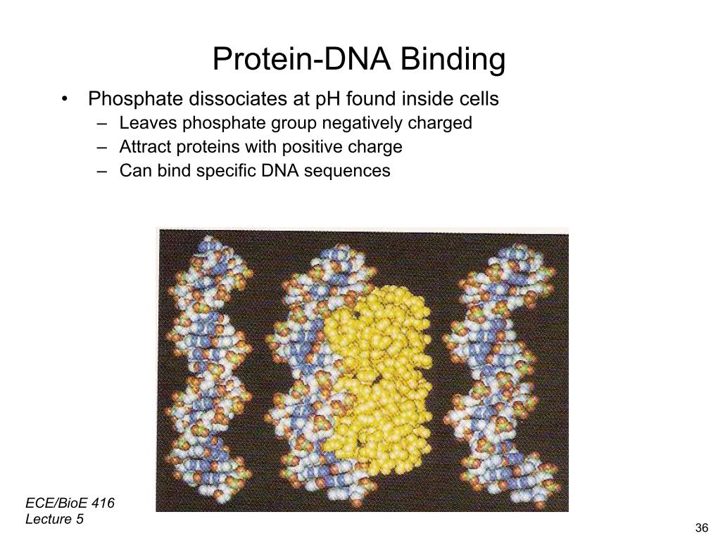 Protein-DNA Binding