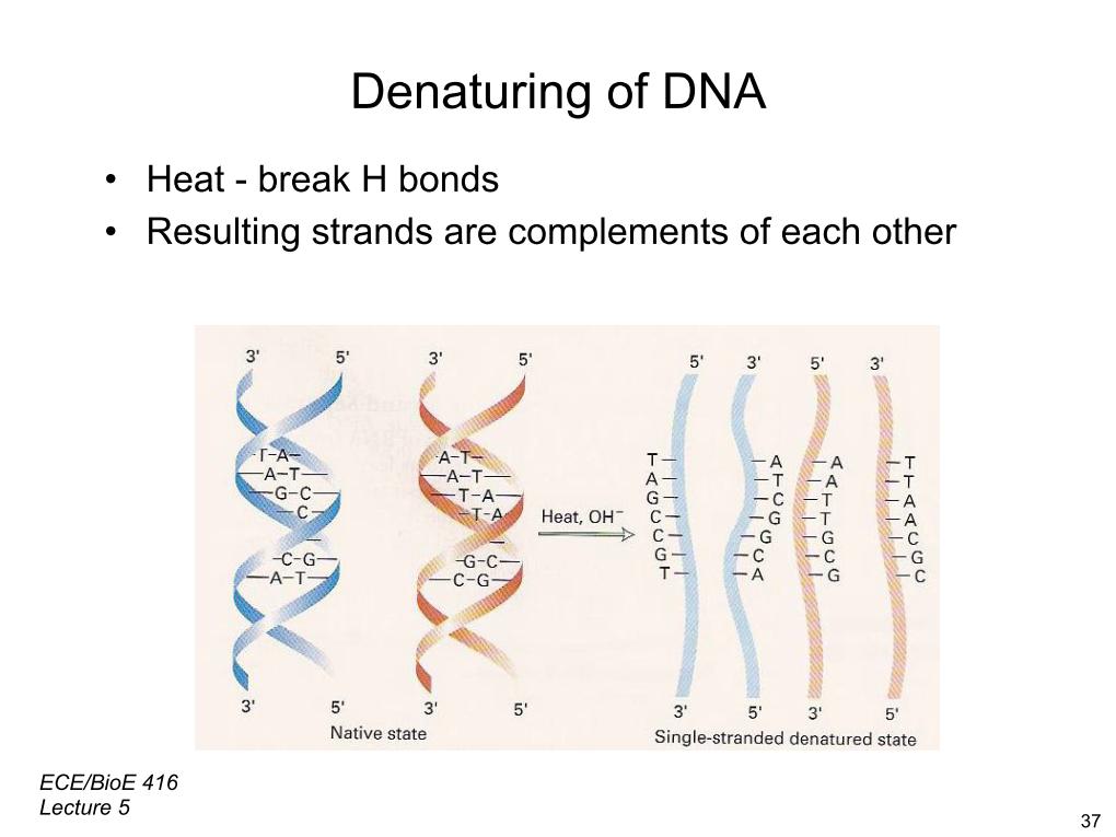 Denaturing of DNA