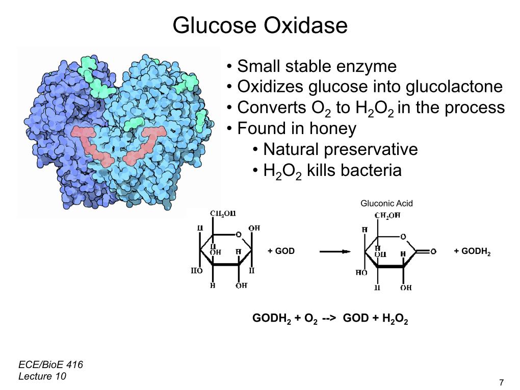 Glucose Oxidase.