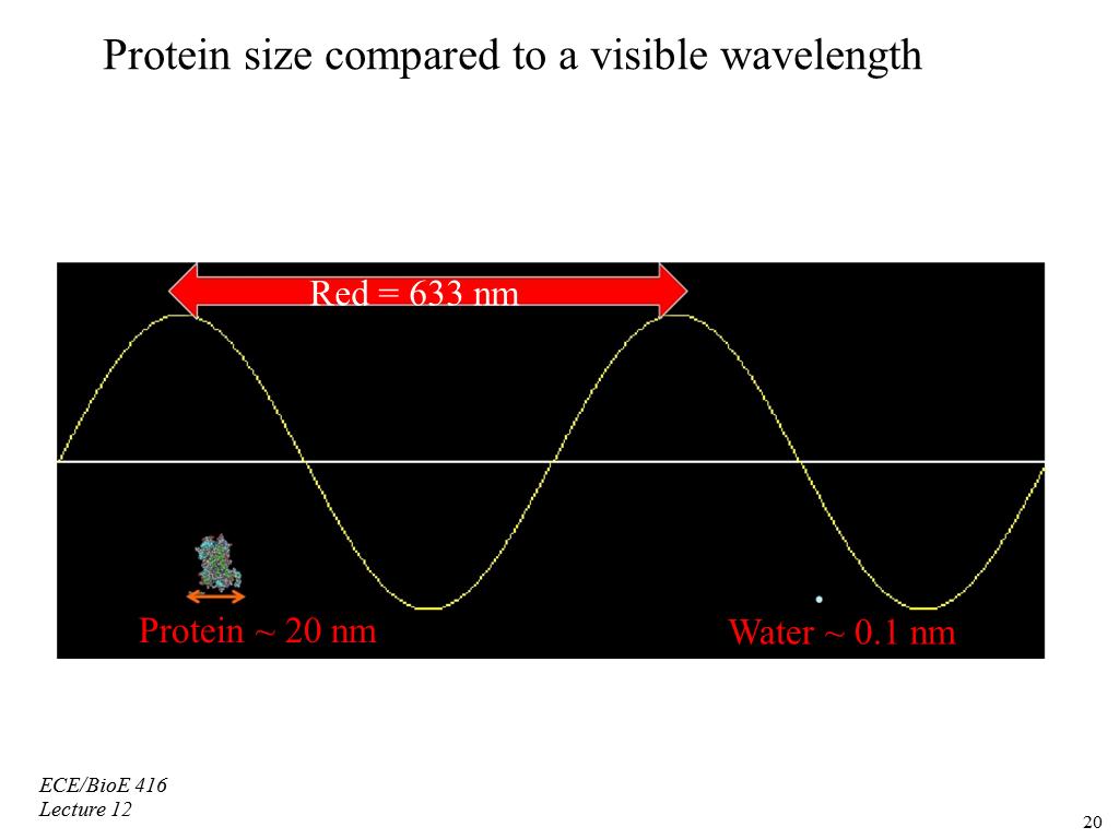 Protein size compared to a visible wavelength