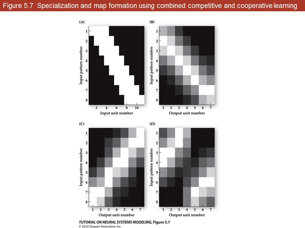 Figure 5.7 Specialization and map formation using combined competitive and cooperative learning