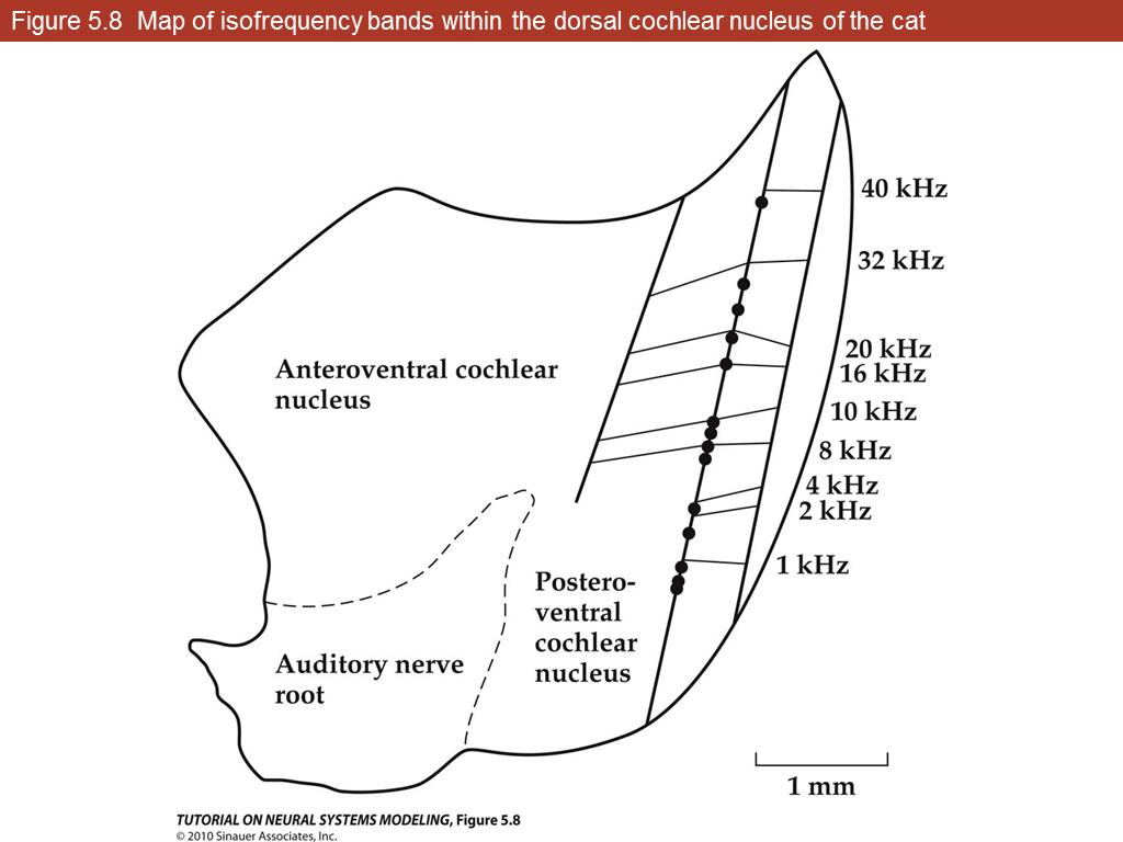 Figure 5.8 Map of isofrequency bands within the dorsal cochlear nucleus of the cat