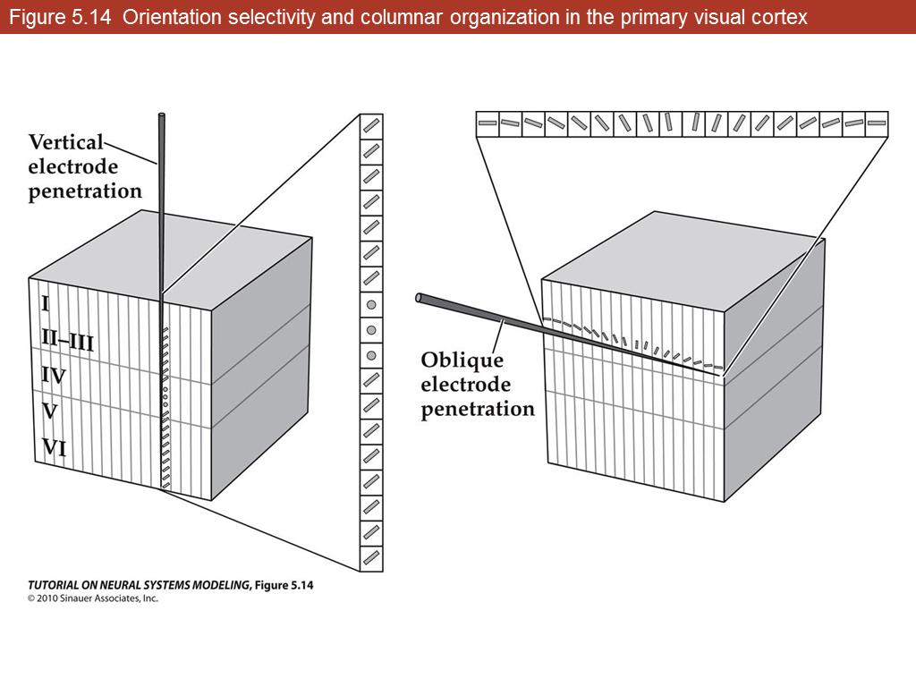 Figure 5.14 Orientation selectivity and columnar organization in the primary visual cortex
