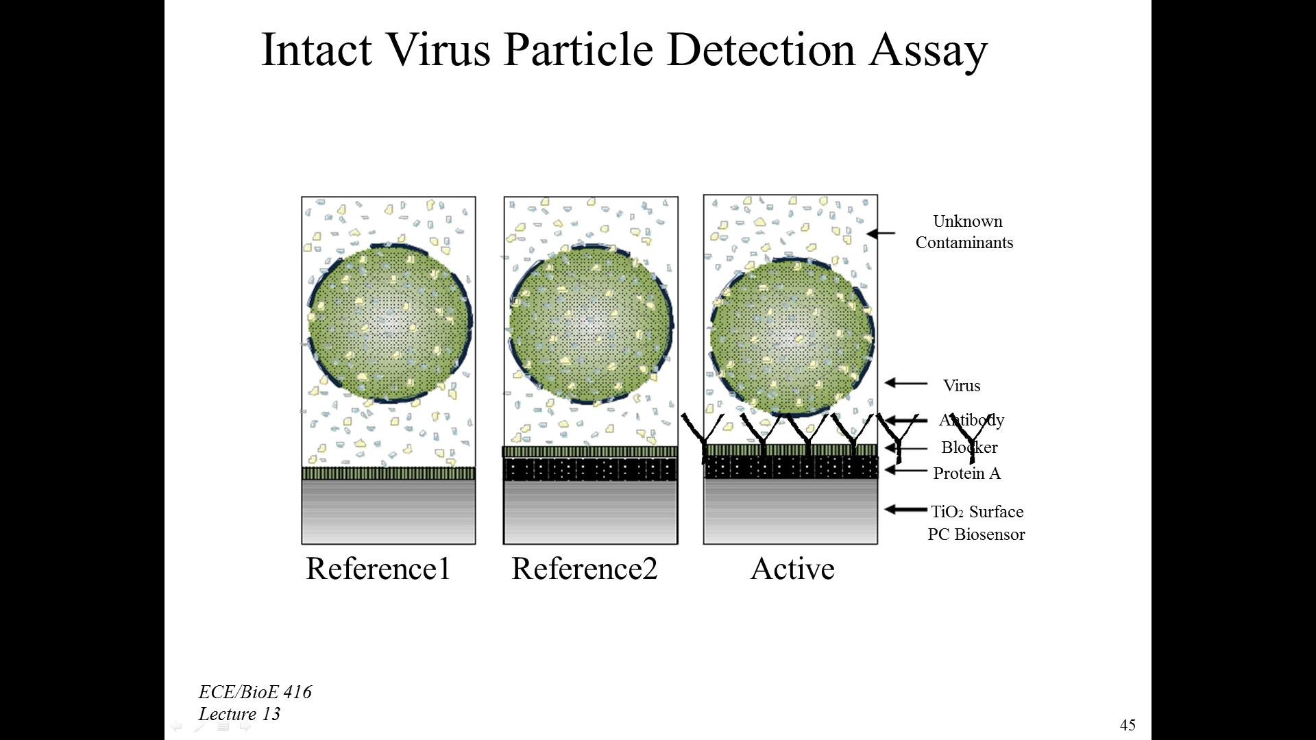 Intact Virus Particle Detection Assay