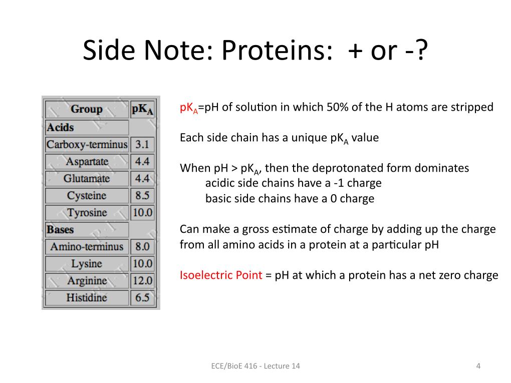Side Note: Proteins: + or -?