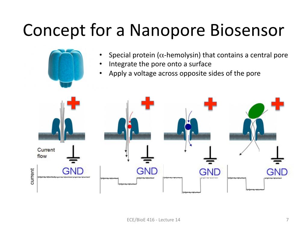 Concept for a Nanopore Biosensor