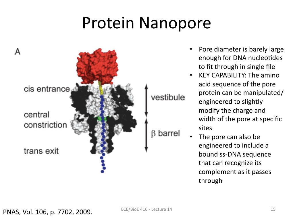 Protein Nanopore