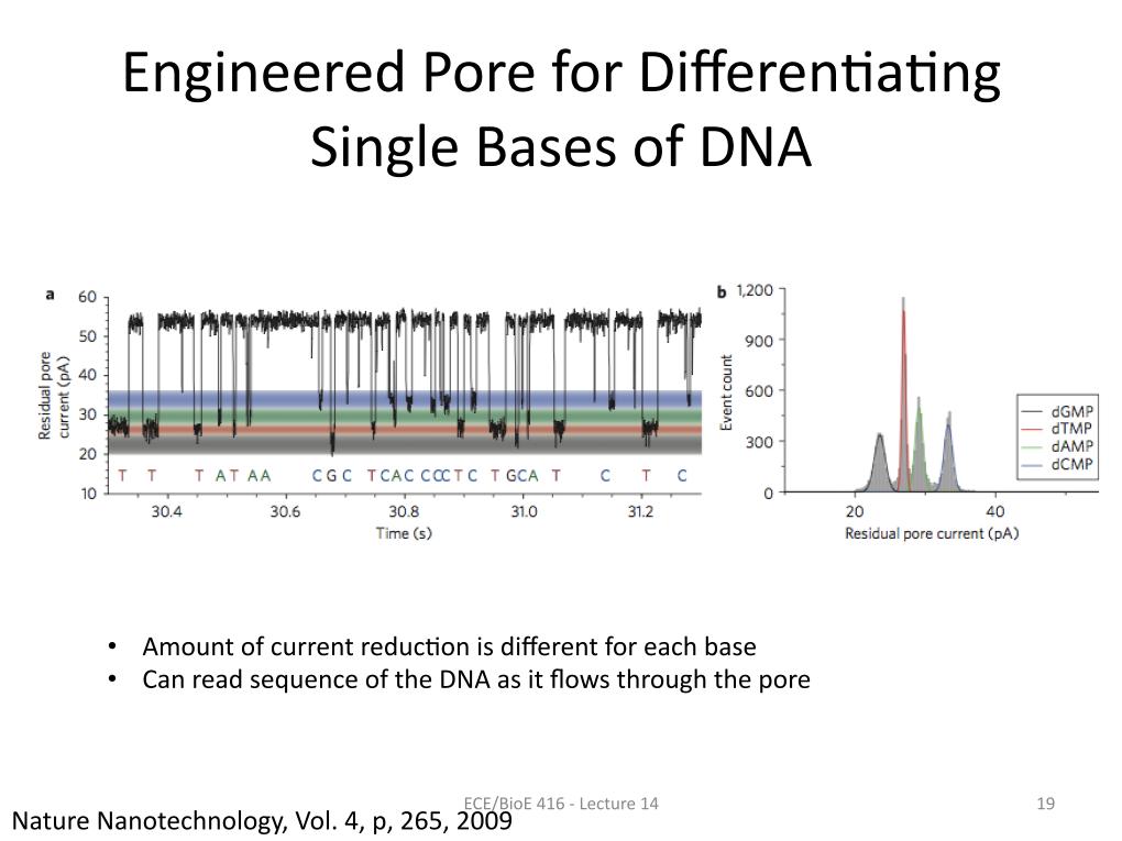 Engineered Pore for Differential Binding of Single Bases of DNA