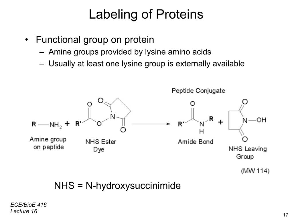 Labeling of Proteins