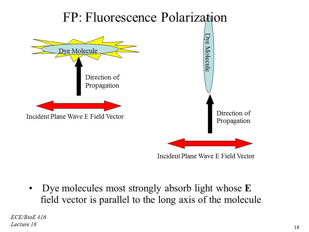 FP: Fluorescence Polarization Dye Molecule Direction of Propagation