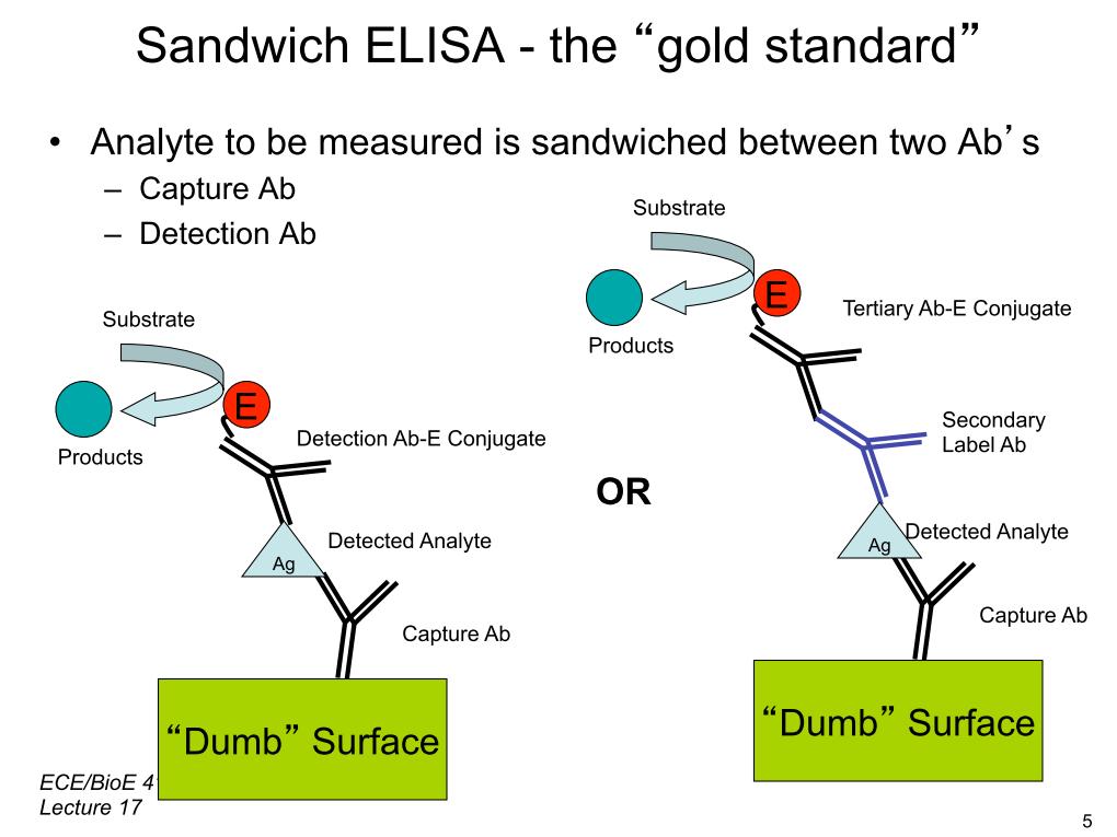Sandwich ELISA - the 