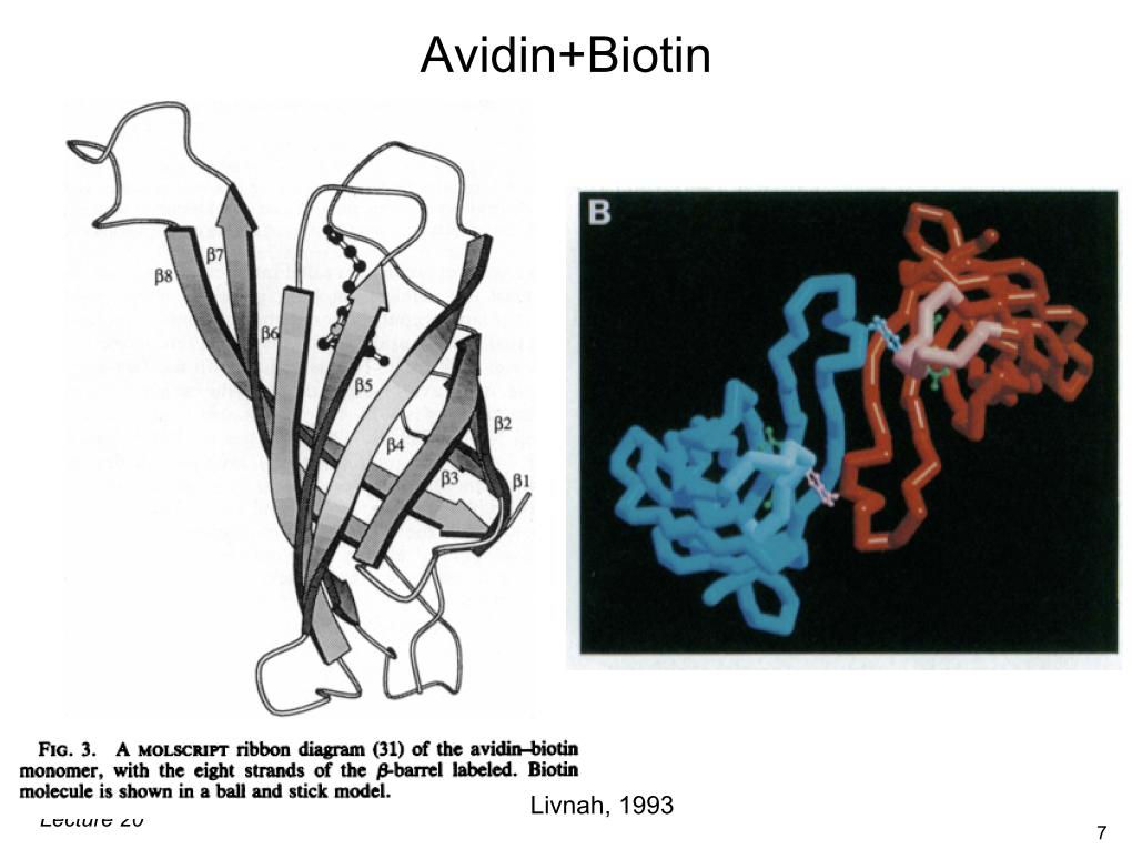 Avidin+Biotin