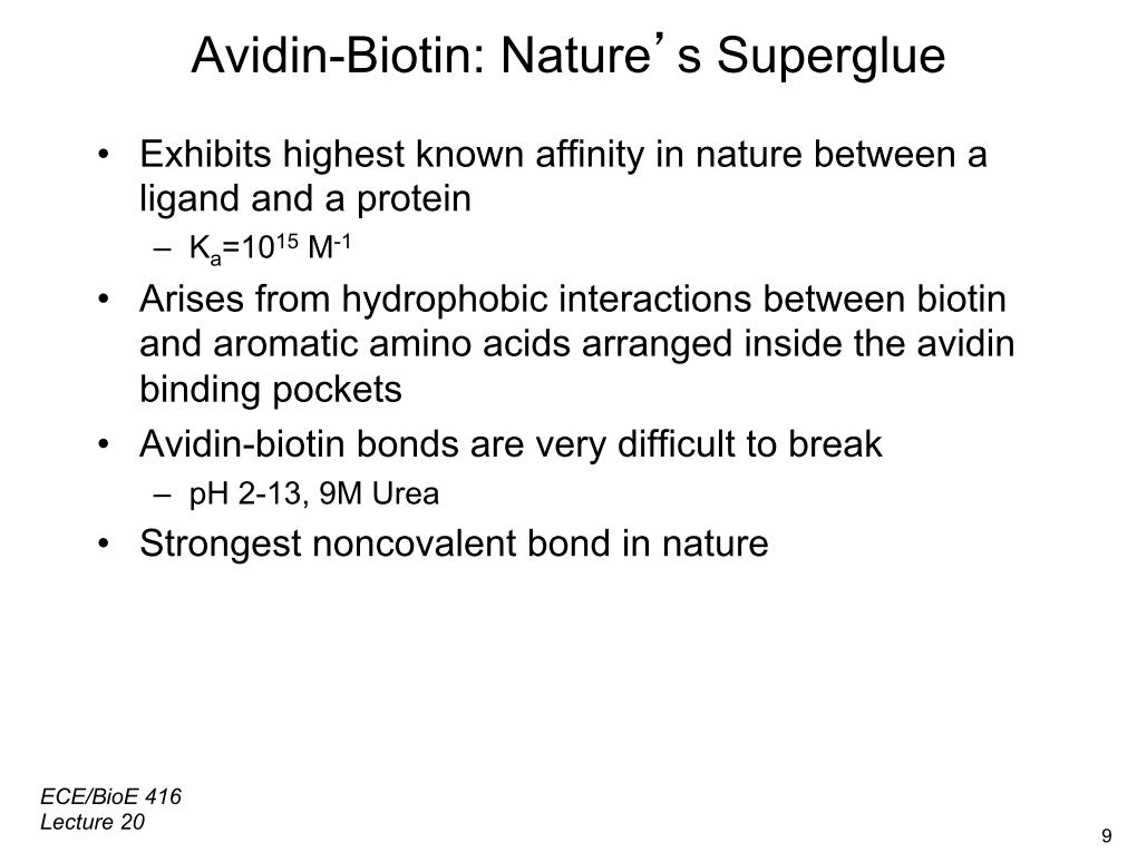Avidin-Biotin: Nature's Superglue