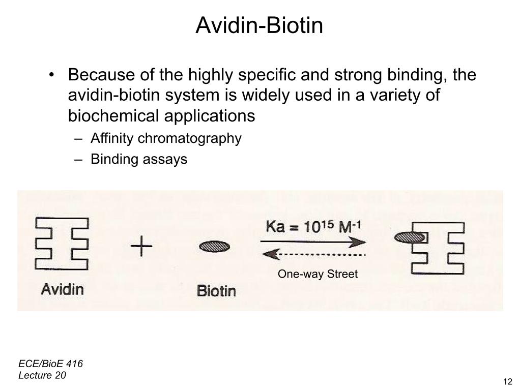 Avidin-Biotin