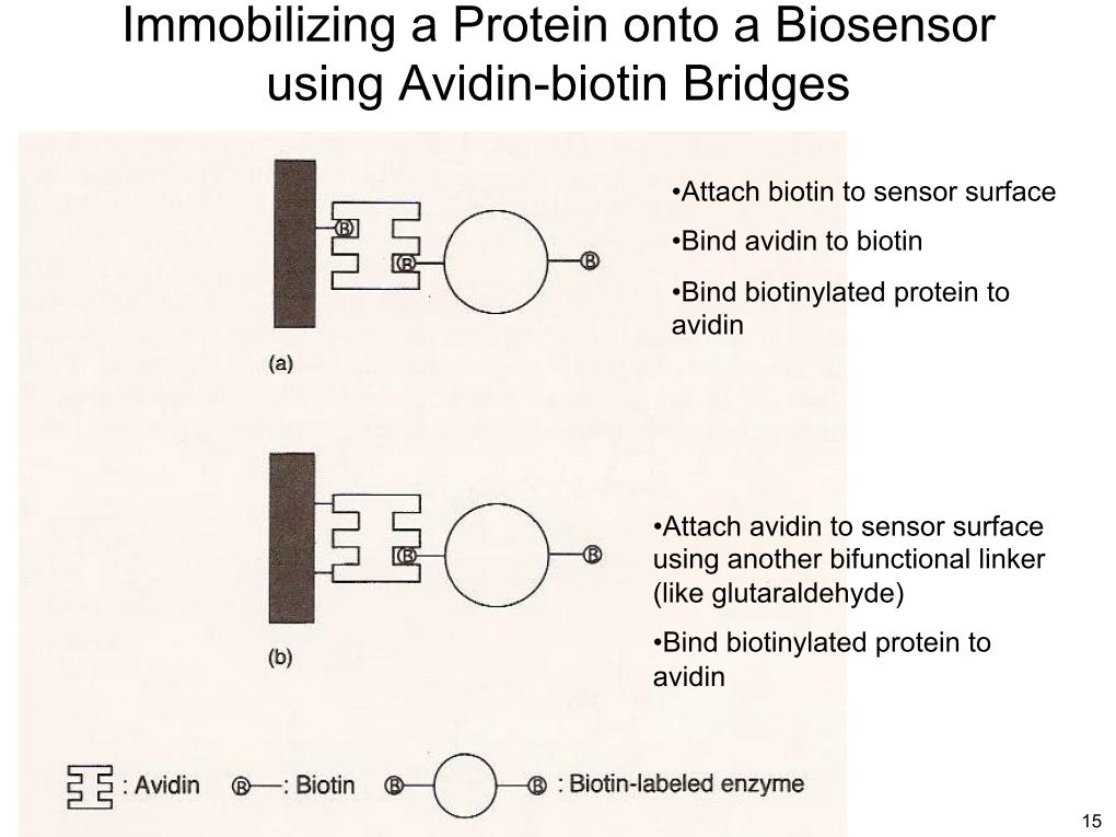 Immobilizing a Protein