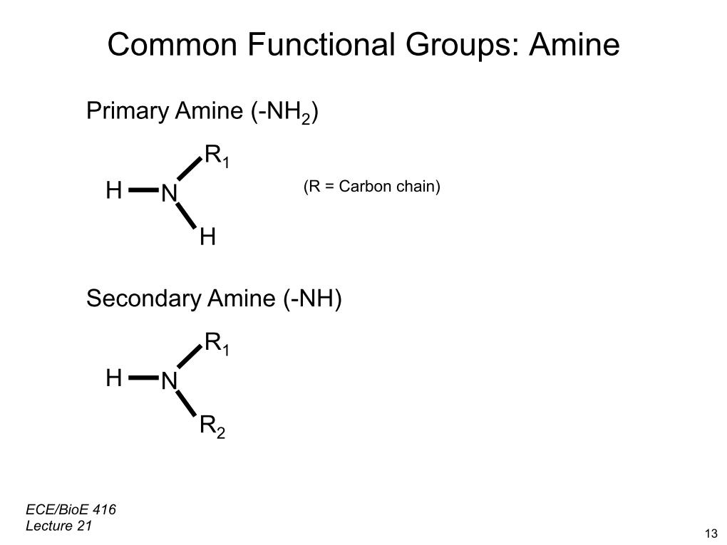 Common Funtional Groups: Amine