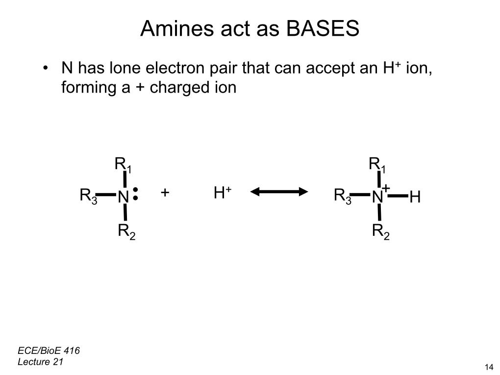 Amines act as BASES