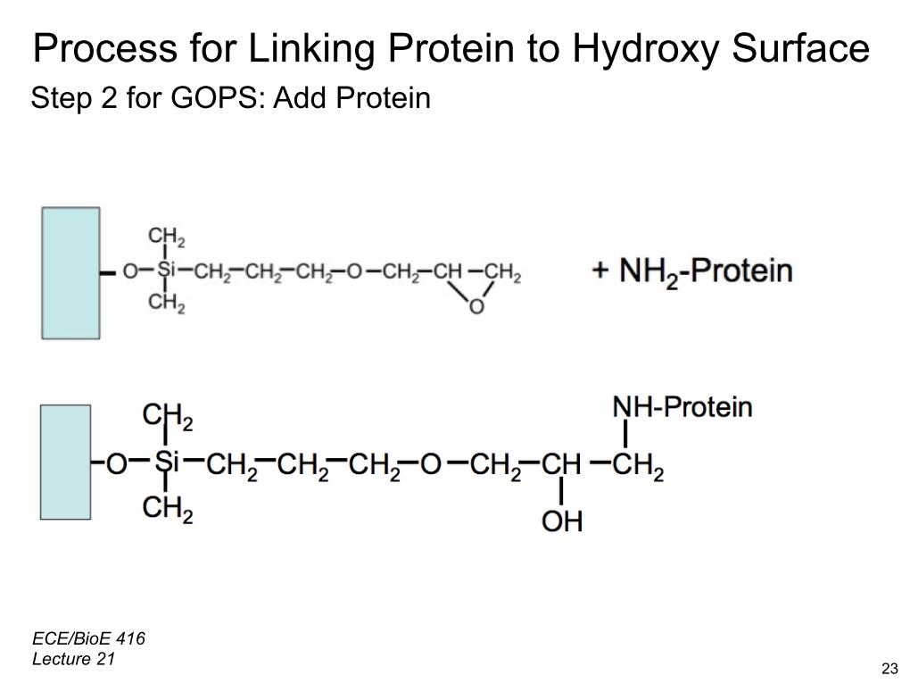 Process for Linking Protein to Hydroxy Surface Step 2 for GOPS: Add Protein