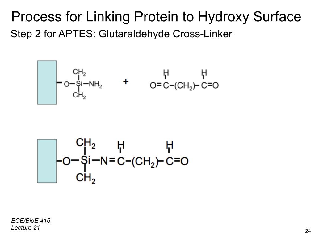 Process for Linking Protein to Hydroxy Surface Step 2 for APTES: Glutaraldehyde Cross-Linker