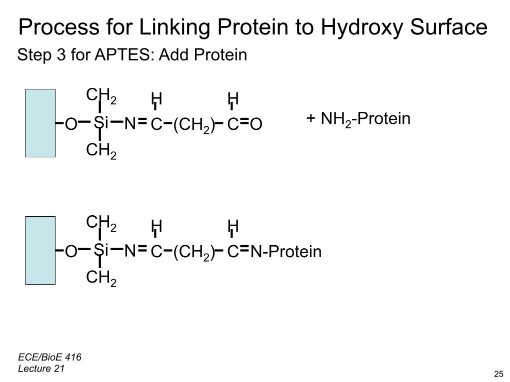 Process for Linking Protein to Hydroxy Surface Step 3 for APTES: Add Protein