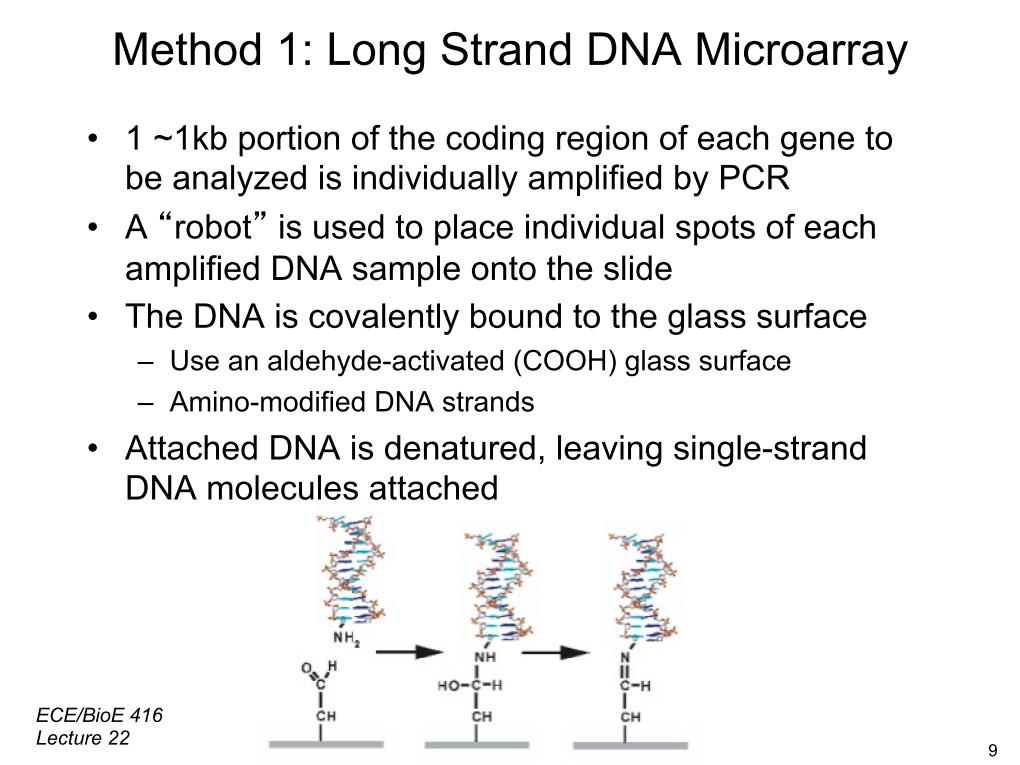 Method 1: Long Strand DNA Microarray •  1 ~1kb portion of the coding region of each gene to be analyzed is individually amplified by PCR •  A 