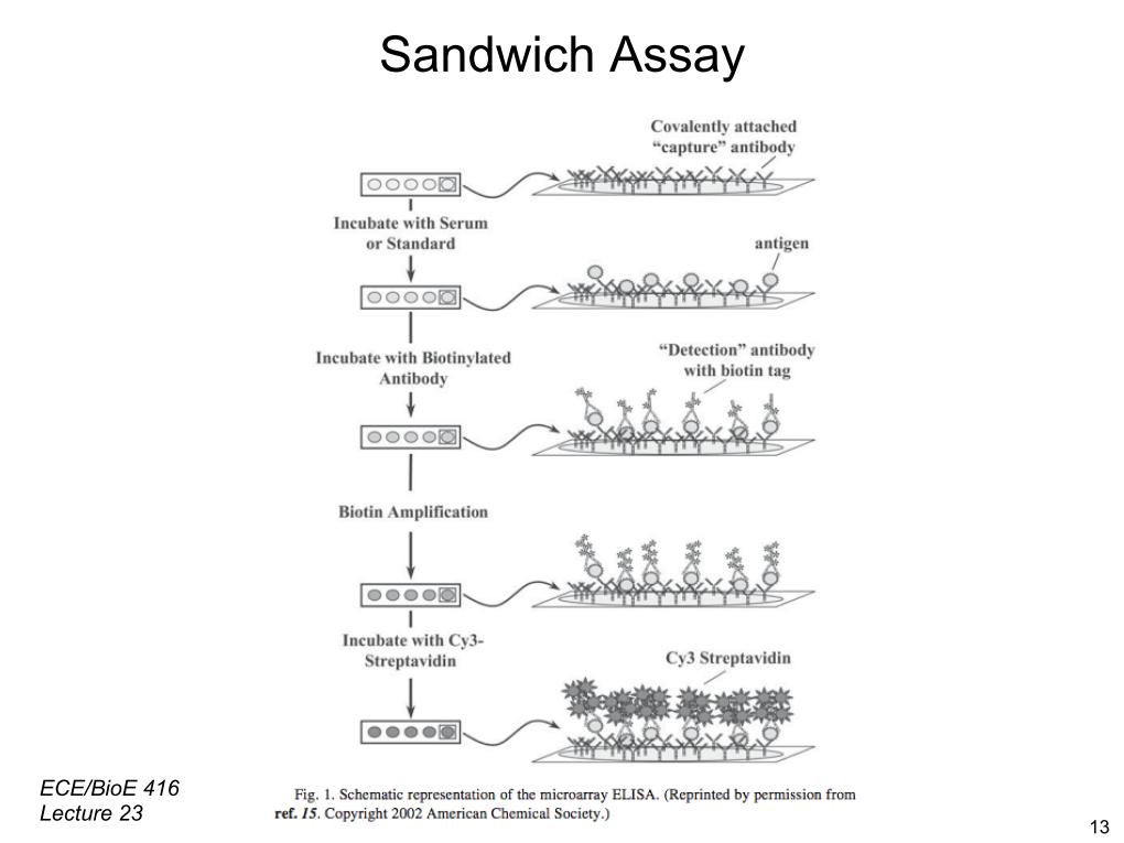 Sandwich Assay