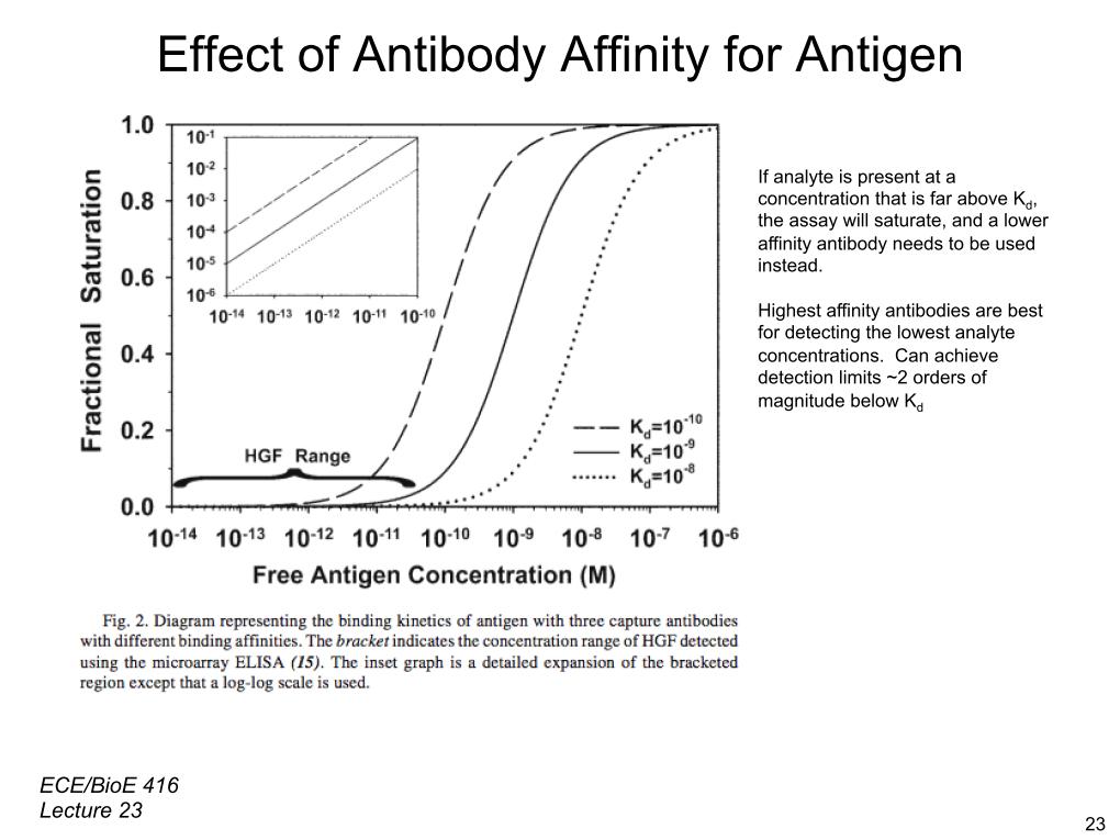 Effect of Antibody