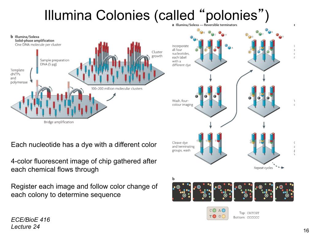 Illumina Colonies (called 