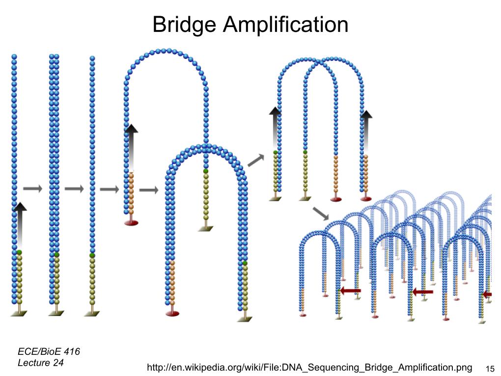 Bridge Amplification