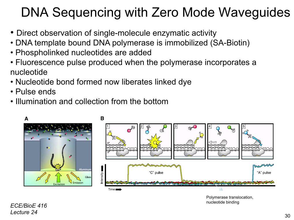 DNA Sequencing with Zero Mode Waveguides