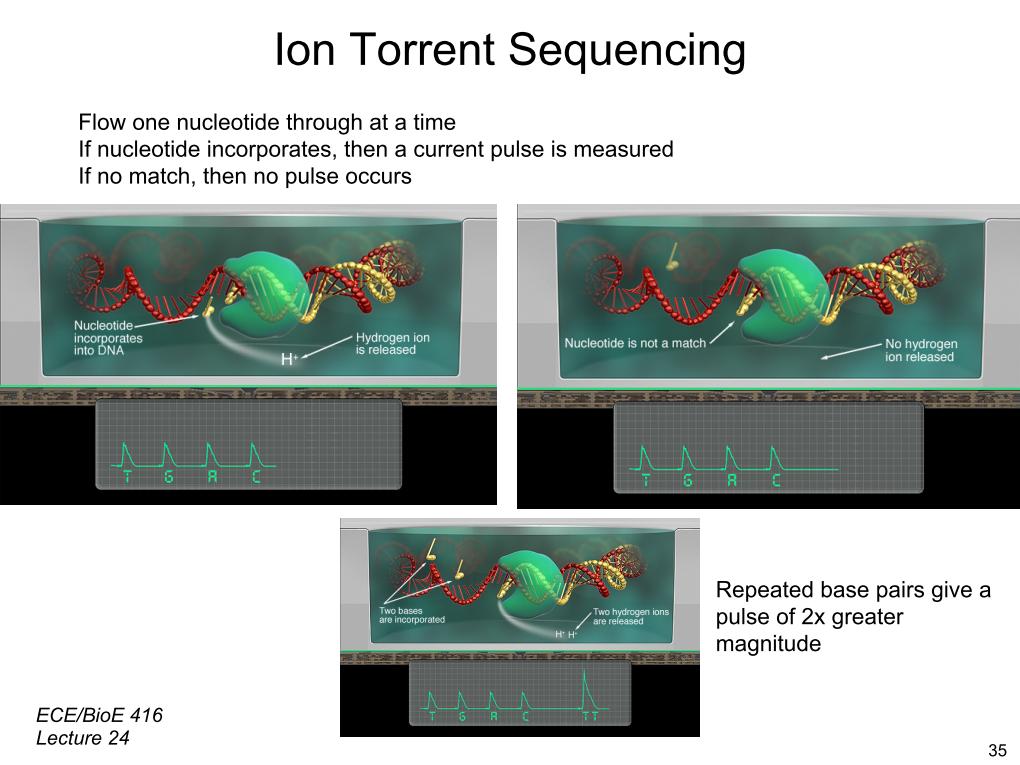 Ion Torrent Sequencing