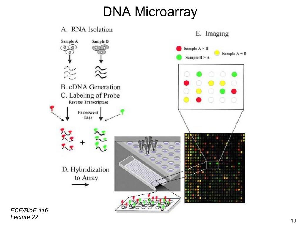 DNA Microarray