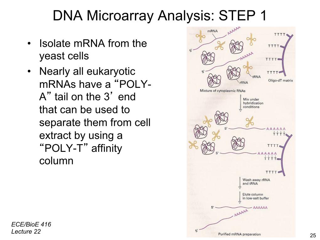 DNA Microarray Analysis: STEP 1