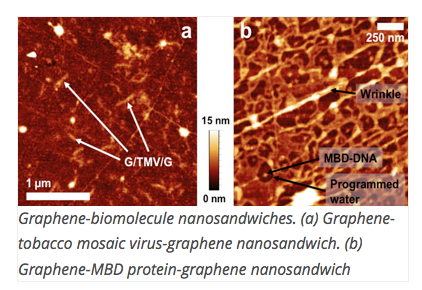 Graphene-biomolecule nanosandwiches. (a) Graphene-tobacco mosaic virus-graphene nanosandwich. (b) Graphene-MBD protein-graphene nanosandwich